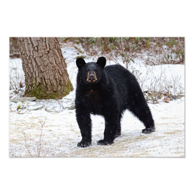 Foto Oso negro de Pensilvania en invierno (Frente)