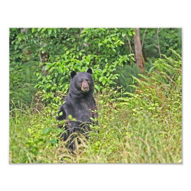 Foto Oso Negro de pie (Frente)