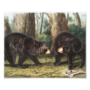 Foto Oso Negro Estadounidense Ilustracion Ursus America