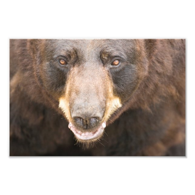 Foto Oso Negro, Michigan (Frente)