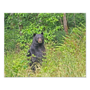 Foto Oso negro que se levanta