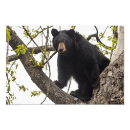 Foto Oso negro trepador