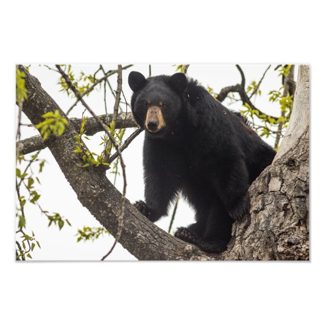 Foto Oso negro trepador (Frente)