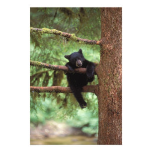 Foto oso negro, Ursus americanus, cría en un árbol