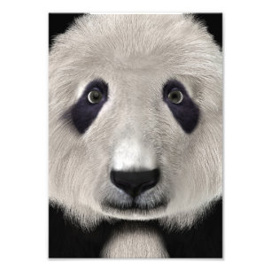 Foto Oso Panda