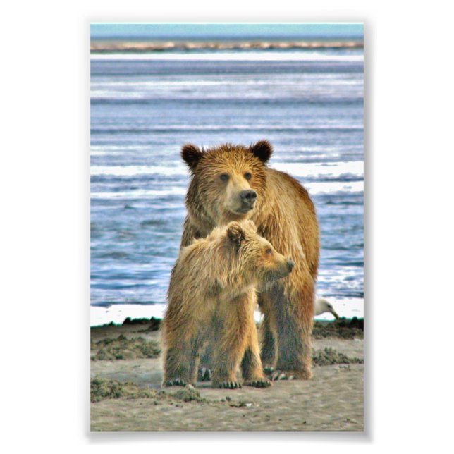 Foto Oso pardo fotográfico 6x4 (Frente)