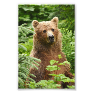 Foto Oso pardo fotográfico 6x4