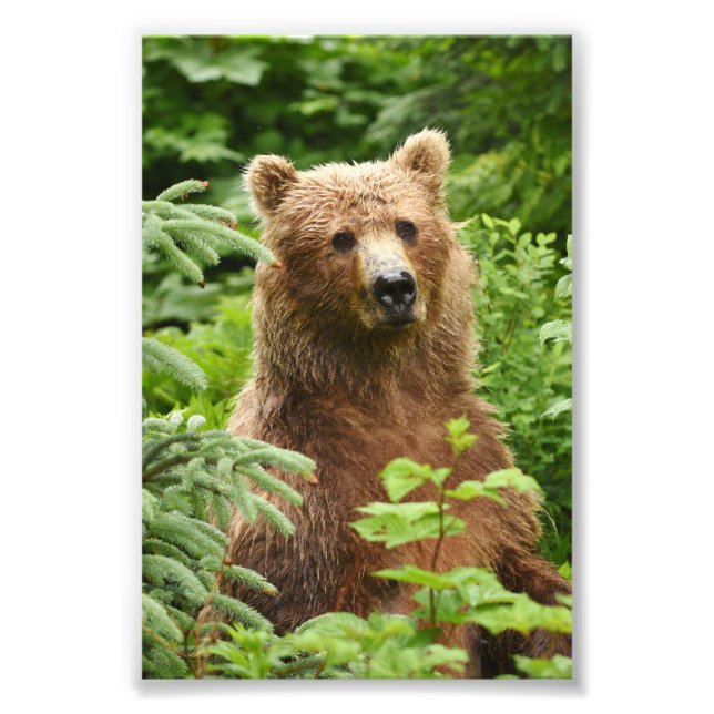 Foto Oso pardo fotográfico 6x4 (Frente)