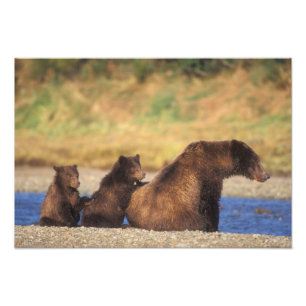 Foto Oso pardo, oso grizzly, osa con crías,