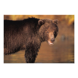 Foto oso pardo, Ursus arctos, oso grizzly, Ursus