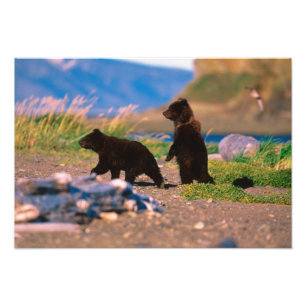 Foto Oso pardo, Ursus arctos, Península de Alaska,