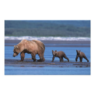 Foto Oso pardo, Ursus arctos, Península de Alaska, 2