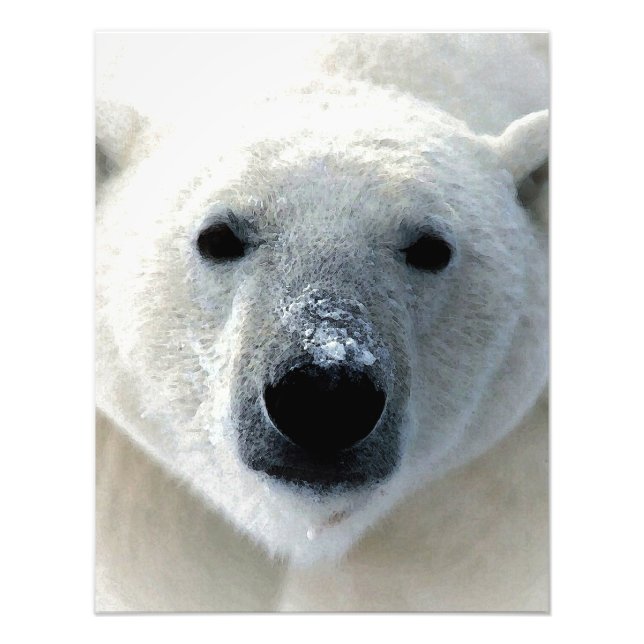 Foto Oso Polar (Frente)