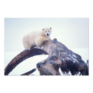 Foto Oso polar encima de un hueso mandibular de ballena