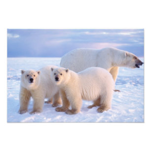 Foto Oso polar sembrado con cachorros en hielo empacado