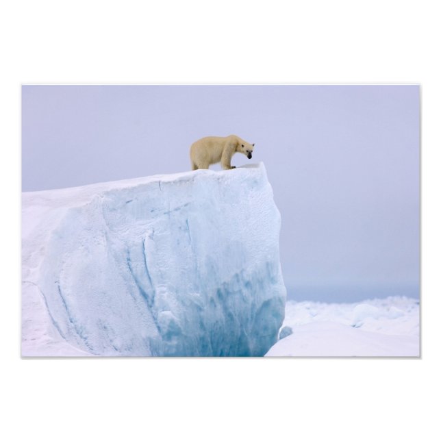 Foto oso polar, Ursus maritimus (Frente)