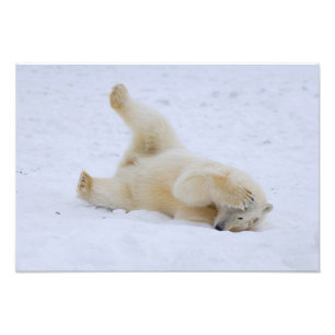 Foto oso polar, Ursus maritimus, cachorro rodando