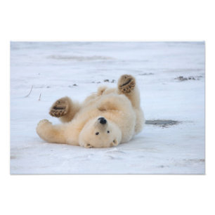 Foto oso polar, Ursus maritimus, cachorro rodando 3