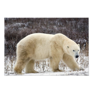 Foto Oso Polar Ursus maritimus) en Churchill
