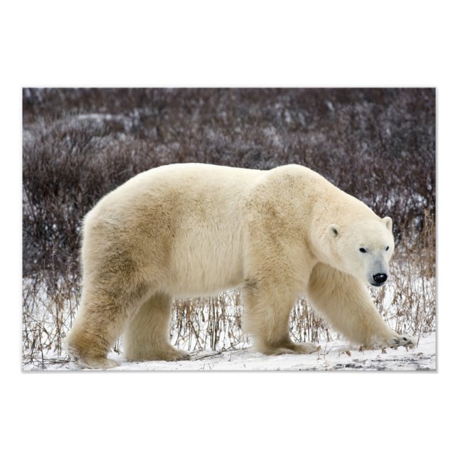 Foto Oso Polar Ursus maritimus) en Churchill (Frente)