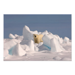 Foto oso polar, Ursus maritimus, en hielo áspero
