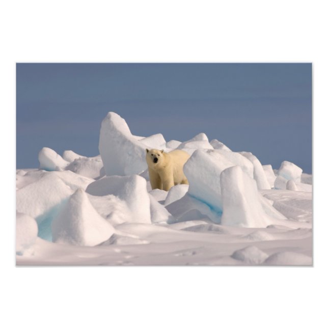 Foto oso polar, Ursus maritimus, en hielo áspero (Frente)