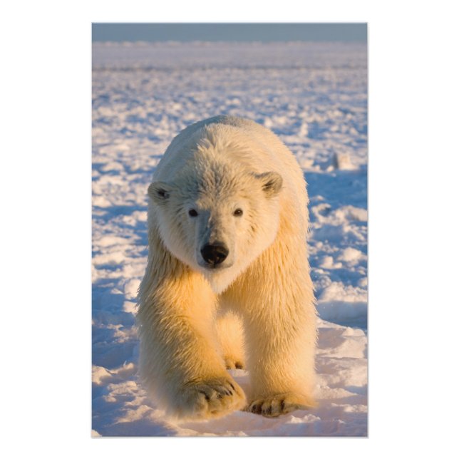 Foto oso polar, Ursus maritimus, oso polar sobre hielo (Frente)