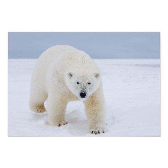 Foto oso polar, Ursus maritimus, sobre hielo y nieve, (Frente)