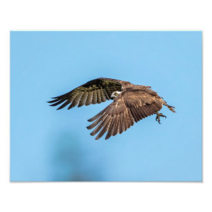 Foto Osprey 14x11 en el parque estatal de la isla de la