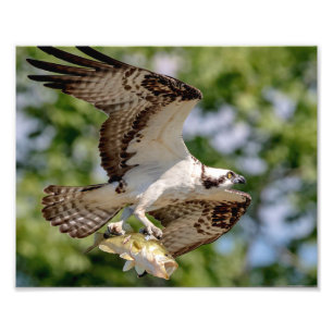 Foto Osprey con una gran boquilla