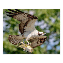 Foto Osprey con una gran boquilla