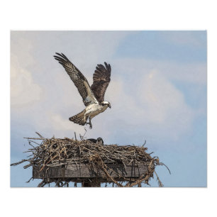 Foto Osprey en un nido