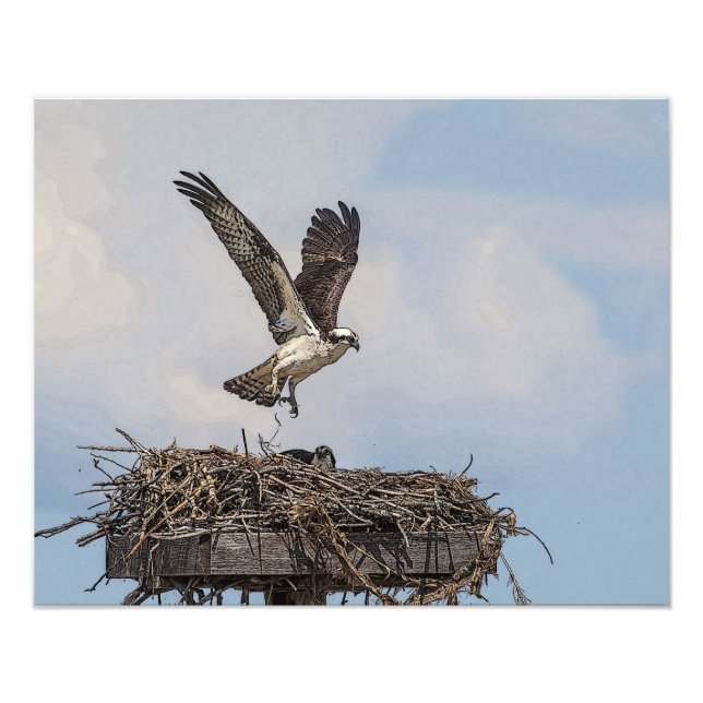 Foto Osprey en un nido (Frente)