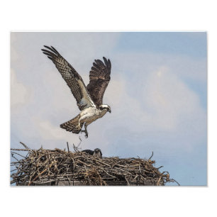 Foto Osprey en una jerarquía