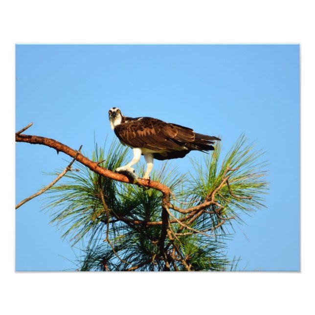 Foto Osprey in wild (Frente)