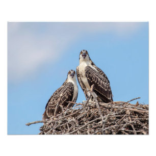 Foto Osprey juvenil en la jerarquía
