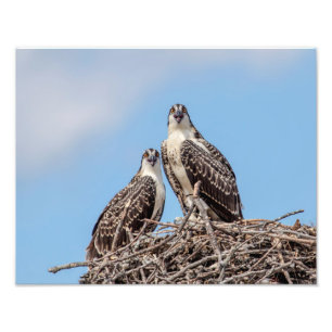 Foto Osprey juvenil en la jerarquía