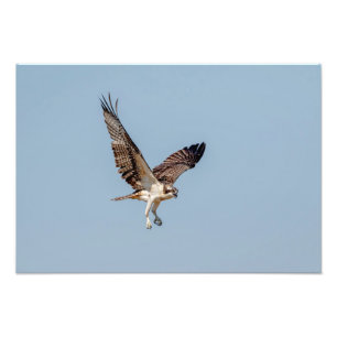 Foto Osprey juvenil en vuelo