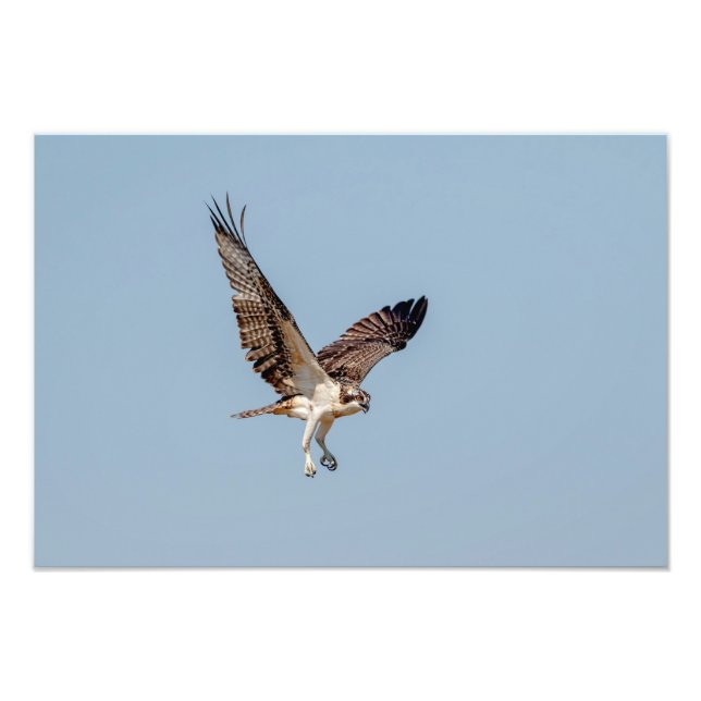 Foto Osprey juvenil en vuelo (Frente)