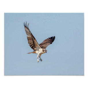 Foto Osprey juvenil en vuelo