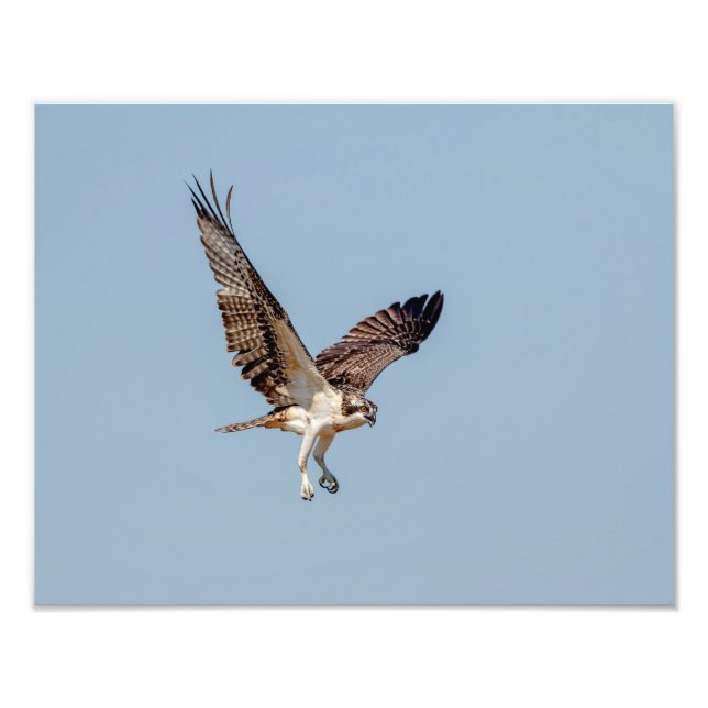 Foto Osprey juvenil en vuelo (Frente)