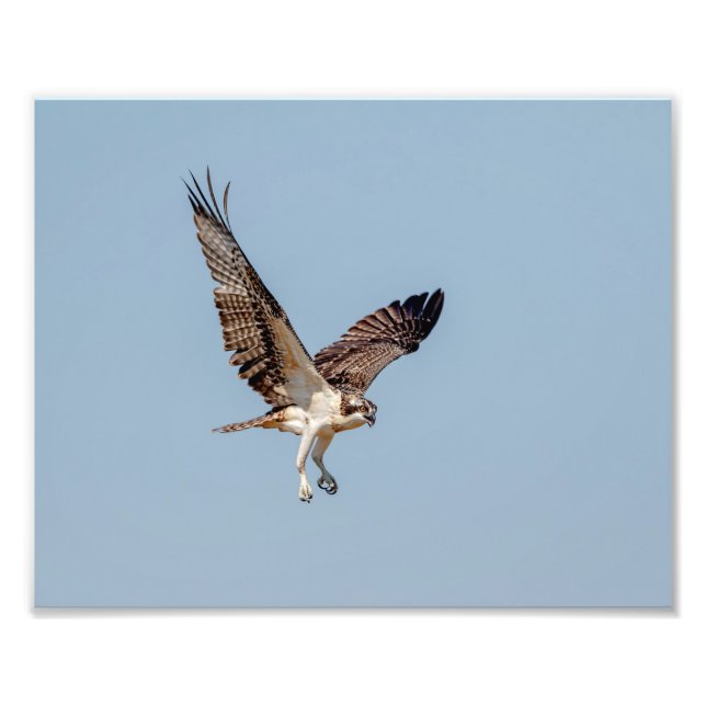 Foto Osprey juvenil en vuelo (Frente)