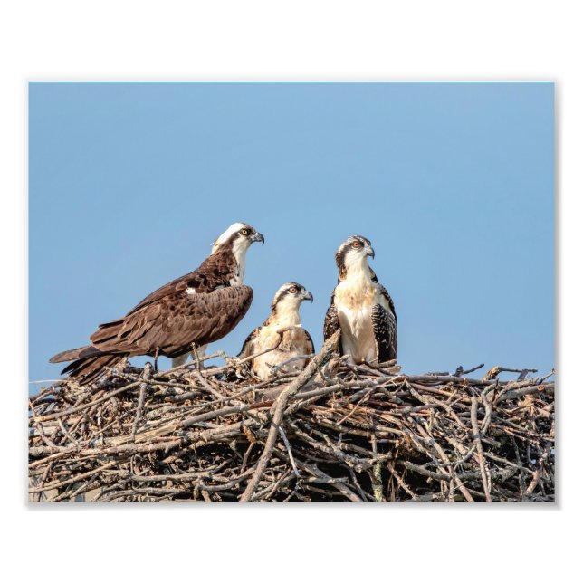 Foto Osprey mamá con sus hijos (Frente)