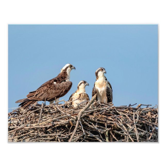 Foto Osprey mamá con sus hijos (Frente)