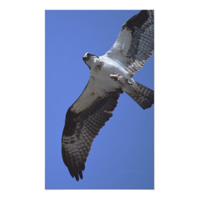Foto Osprey Photo (Frente)