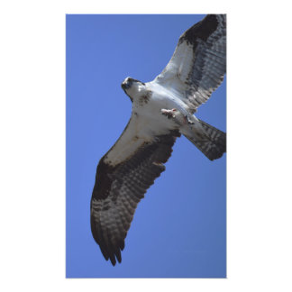 Foto Osprey Photo