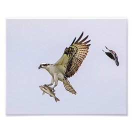 Foto Osprey que es perseguido por un mirlo de alas