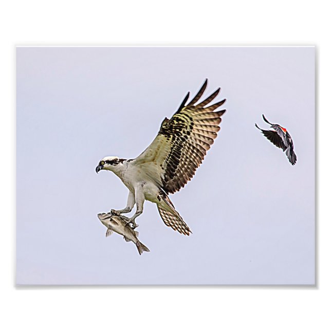 Foto Osprey que es perseguido por un mirlo de alas (Frente)