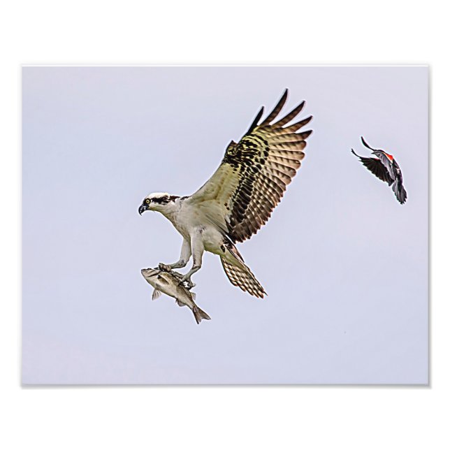 Foto Osprey que es perseguido por un mirlo de alas (Frente)