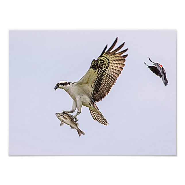 Foto Osprey que es perseguido por un mirlo de alas (Frente)